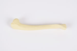 Anatomisches Modell / Humerus / für Ausbildung / Katzen / Schaumstoff