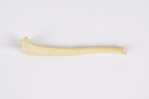Anatomisches Modell / Tibia
