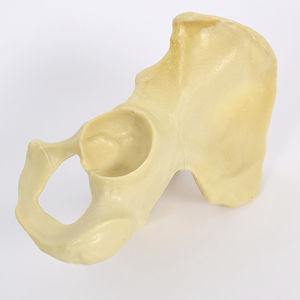 Anatomisches Modell / Hemi-Pelvis