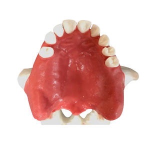 Anatomisches Modell / Oberkiefer 1