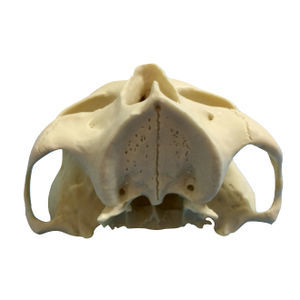 Anatomisches Modell / Knochen