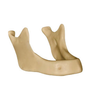 Anatomisches Modell / Knochen 1