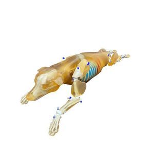 Veterinäres Testphantom / für Röntgenaufnahmen