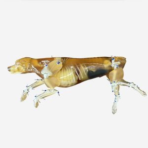 Veterinäres Testphantom / für Ultraschall 1