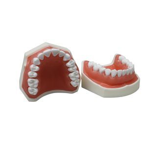 Anatomisches Modell / Zahn 1