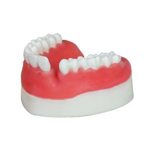 Anatomisches Modell / Dental 1
