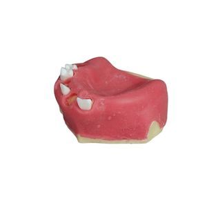 Anatomisches Modell / Dental 1