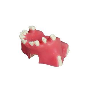 Anatomisches Modell / Nebenhöhle 1