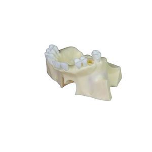 Anatomisches Modell / Nebenhöhle 1