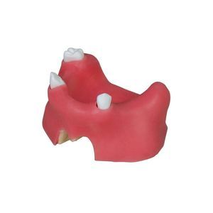 Anatomisches Modell / Dental