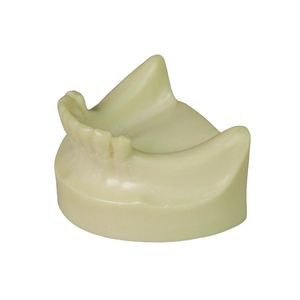 Anatomisches Modell / Dental 1