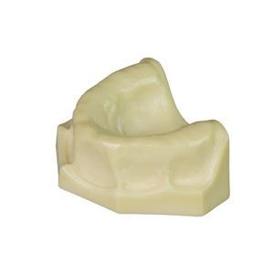 Anatomisches Modell / Dental 1