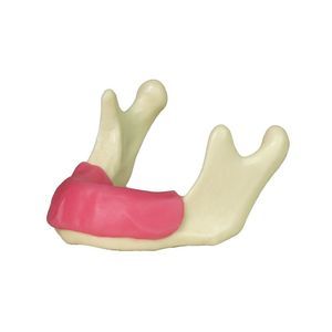 Anatomisches Modell / Unterkiefer 1