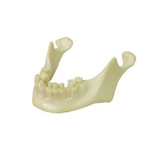 Anatomisches Modell / Unterkiefer 1
