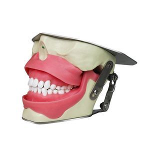 Anatomisches Modell / Dental 1