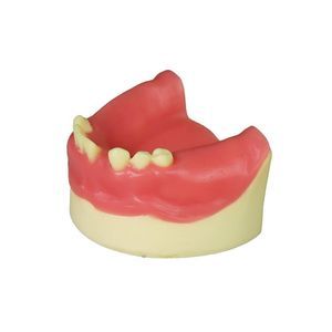 Anatomisches Modell / Dental 1