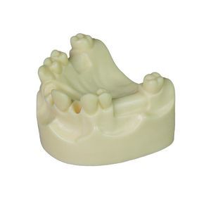 Anatomisches Modell / Zahn 1