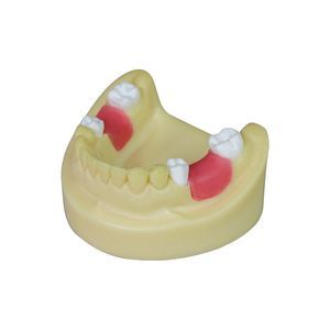 Anatomisches Modell / Dental 1