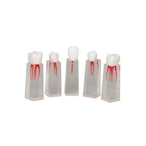 Anatomisches Modell / Zahn 1