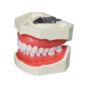 Anatomisches Modell / Zahn 1