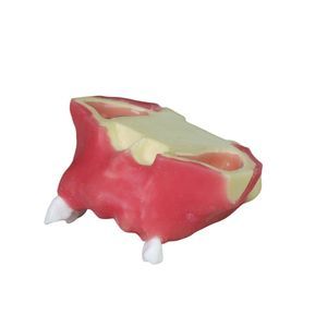 Anatomisches Modell / Nebenhöhle 1