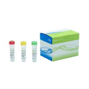Reagenz / Ligase ADN 1