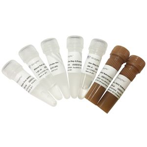 DNA-Polymerase-Reagenzkit