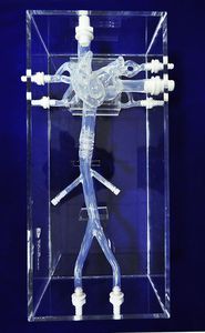 Anatomisches Modell / Vena-Cava 1