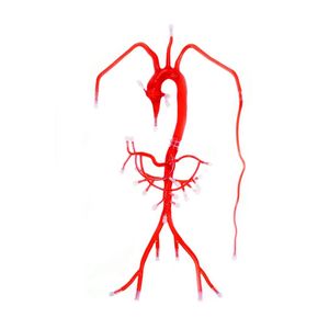 Anatomisches Modell / Arterie 1