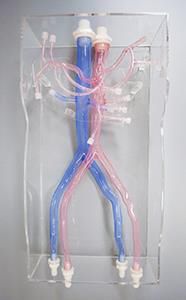 Anatomisches Modell / Arterie 1