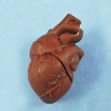 anatomisches Herzmodell 1