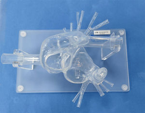 anatomisches Herzmodell 1