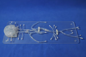 Intrakranieller anatomisches Modell