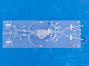 Gefäßmodell für Angiographie 1