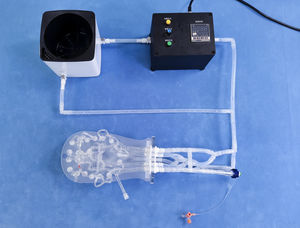 Intrakranieller anatomisches Modell
