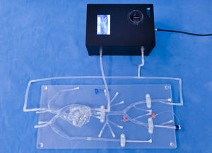 Anatomisches Modell / Koronararterien 1