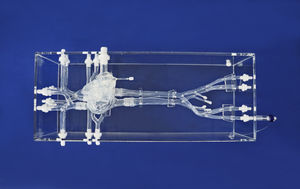 anatomisches Herzmodell 1
