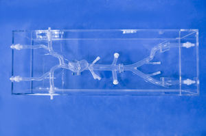 anatomisches Herzmodell 1