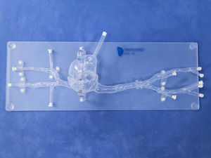 anatomisches Herzmodell 1