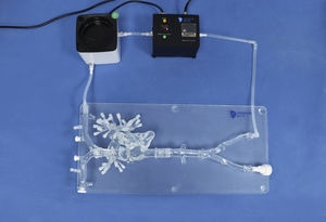 Anatomisches Modell / Arterie 1