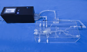 anatomisches Herzmodell 1