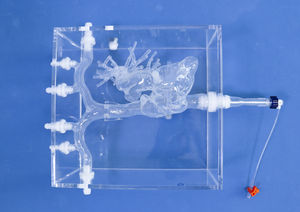 anatomisches Herzmodell 1