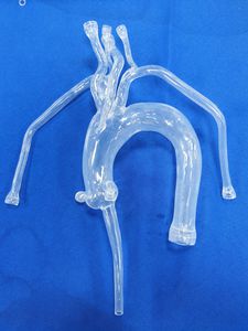 Anatomisches Modell / Herz 1