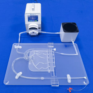 Anatomisches Modell / Koronararterien 1