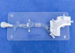 Anatomisches Modell / Herz 1