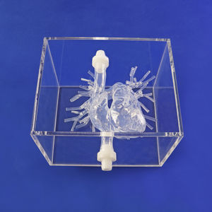 Anatomisches Modell / Arterie 1