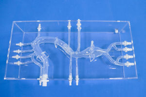 Anatomisches Modell / Arterie 1