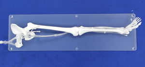 Anatomisches Modell / untere Extremitäten 1