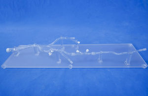 Anatomisches Modell / untere Extremitäten 1