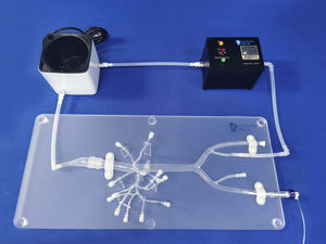 Anatomisches Modell / Arterie 1